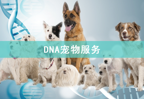 DNA宠物服务